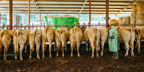 Médecine Collective Bovine