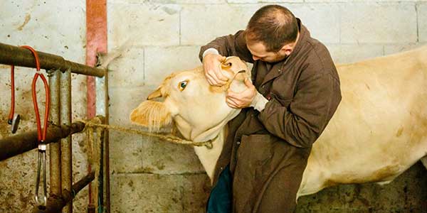 Médecine Individuelle Bovine