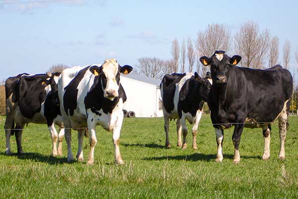 <strong>Activité Bovine</strong>