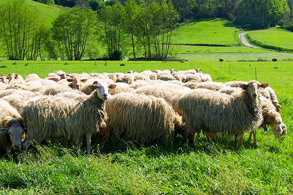 <strong>Activité Ovine</strong>